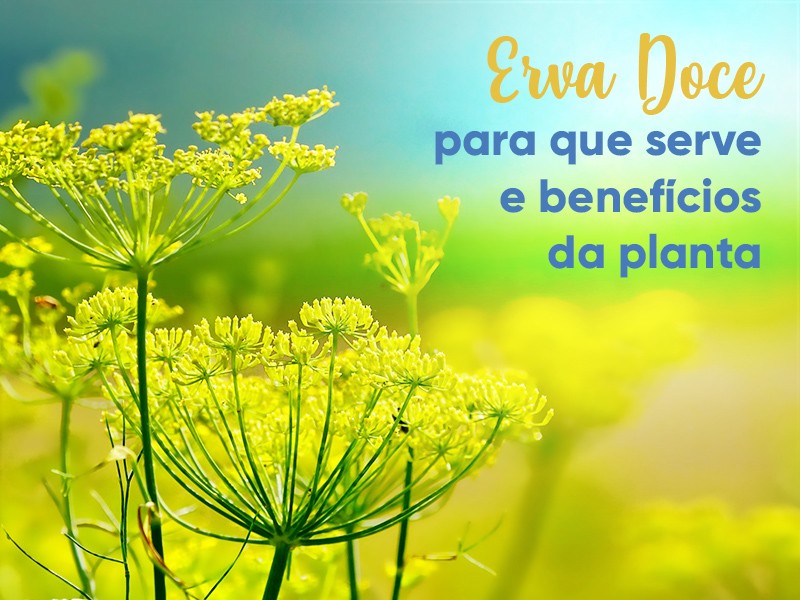 Erva Doce: para que serve e benefícios da planta